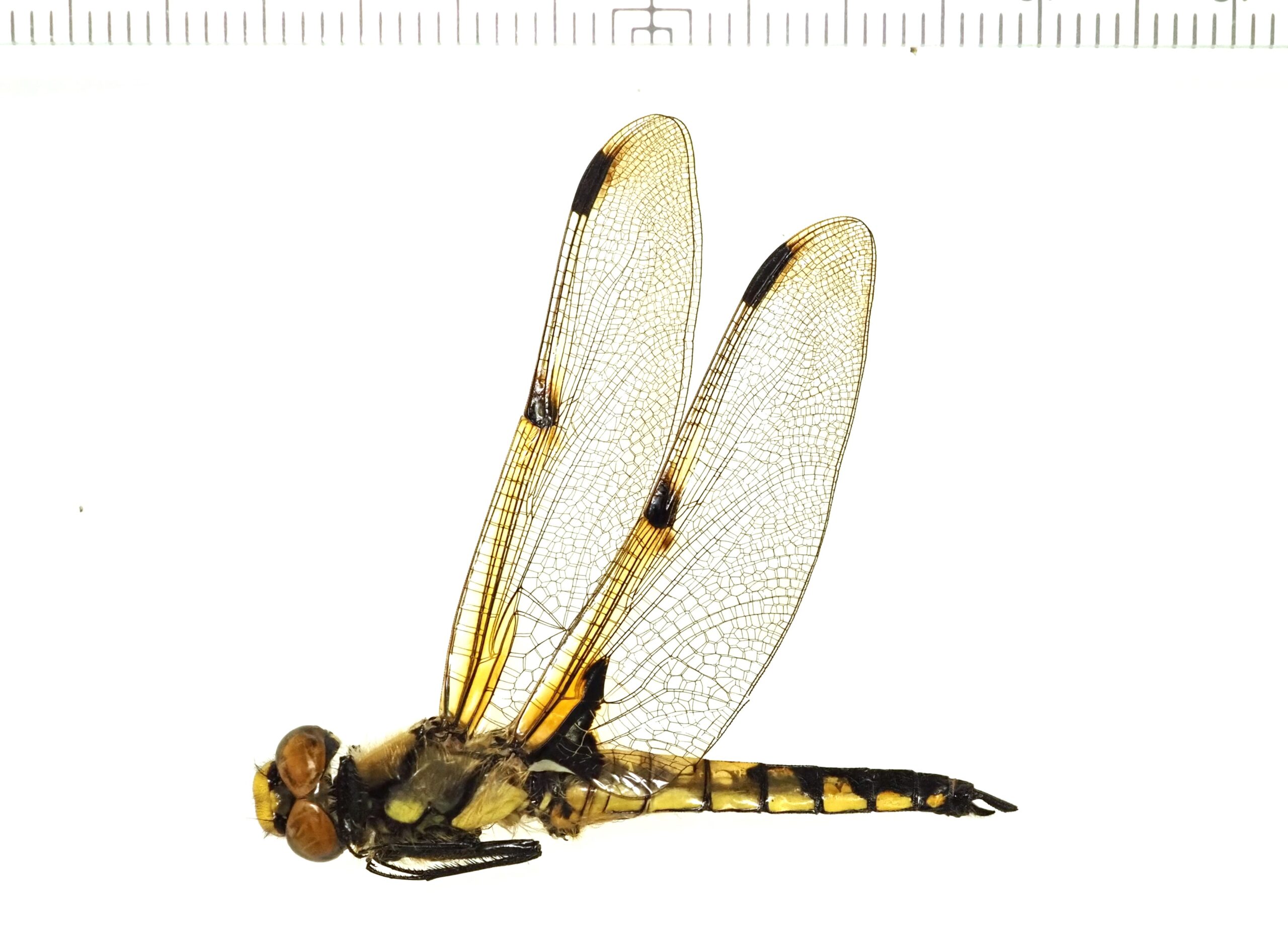 ヨツボシトンボ Libellula quadrimaculata asahinai - お気軽Webトンボ図鑑